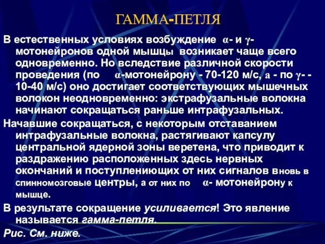 ГАММА-ПЕТЛЯ В естественных условиях возбуждение α- и γ-мотонейронов одной мышцы