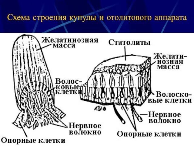 Схема строения купулы и отолитового аппарата