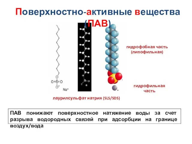 Поверхностно-активные вещества (ПАВ) лаурилсульфат натрия (SLS/SDS) гидрофильная часть гидрофобная часть