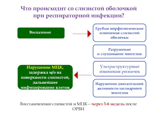 Что происходит со слизистой оболочкой при респираторной инфекции? Восстановление слизистой