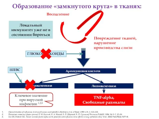 Образование «замкнутого круга» в тканях: Арахидоновая кислота Циклооксигеназа Липооксигеназа TNF-alpha,