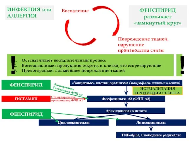 Воспаление Повреждение тканей, нарушение производства слизи Останавливает воспалительный процесс Восстанавливает