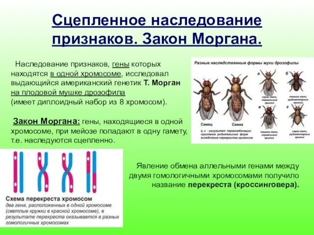 Сцепленное наследование признаков. Закон Моргана. Наследование признаков, гены которых находятся