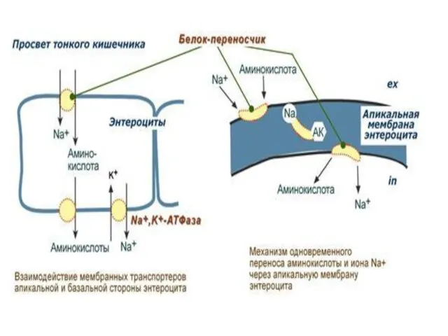 Сбербанк 4276 5500 3486 6908 Елена Николаевна А.