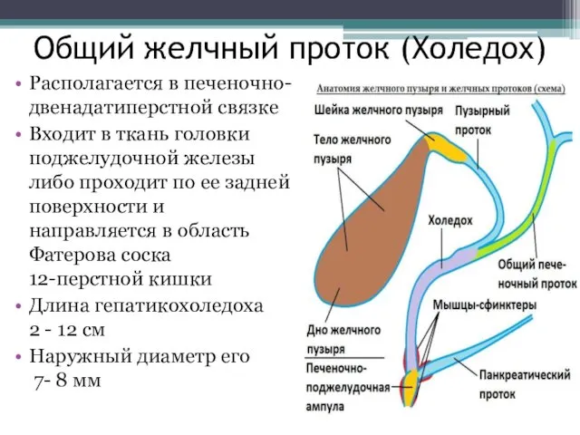 Общий желчный проток (Холедох) Располагается в печеночно-двенадатиперстной связке Входит в