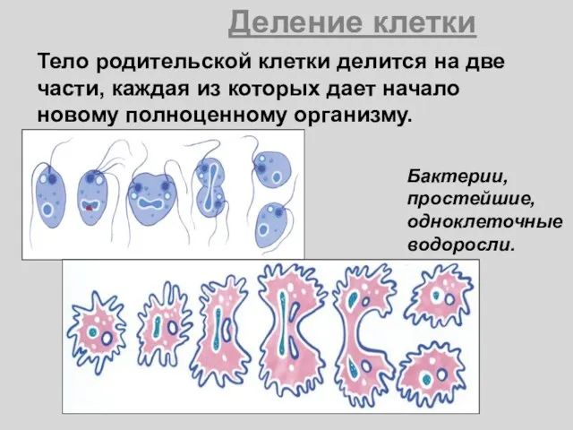Деление клетки Тело родительской клетки делится на две части, каждая