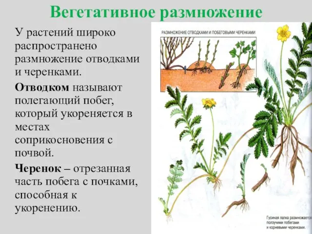 Вегетативное размножение У растений широко распространено размножение отводками и черенками.