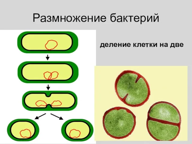 Размножение бактерий деление клетки на две