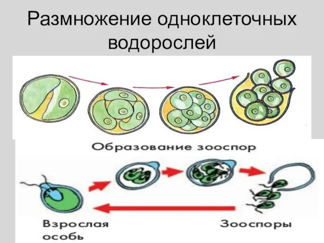 Размножение одноклеточных водорослей
