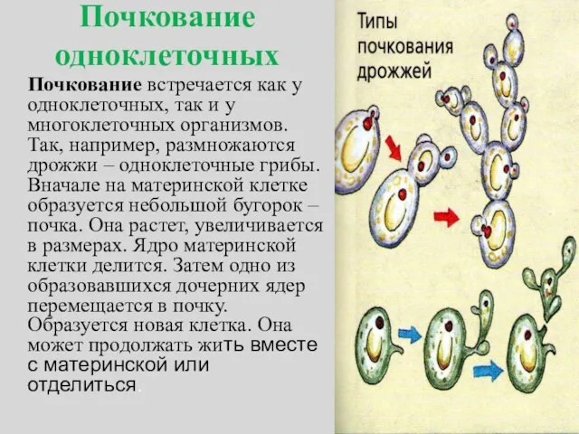 Почкование одноклеточных Почкование встречается как у одноклеточных, так и у