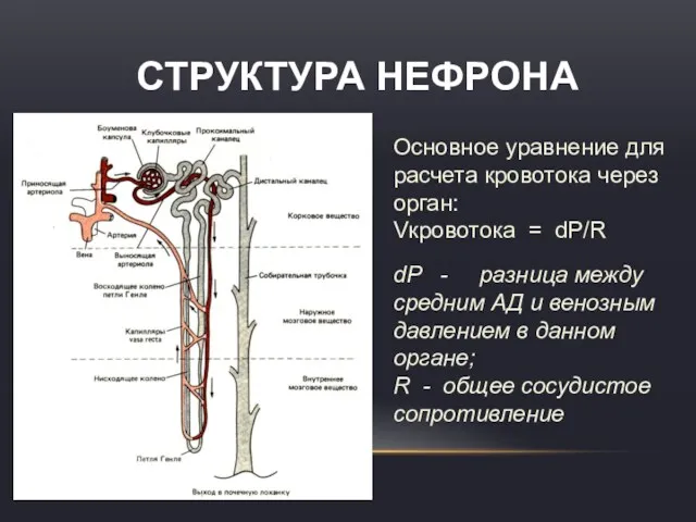 СТРУКТУРА НЕФРОНА Основное уравнение для расчета кровотока через орган: Vкровотока