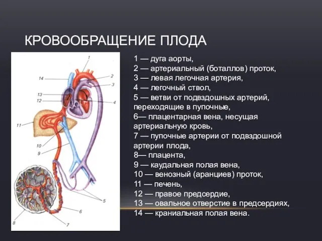1 — дуга аорты, 2 — артериальный (боталлов) проток, 3