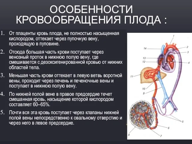 ОСОБЕННОСТИ КРОВООБРАЩЕНИЯ ПЛОДА : От плаценты кровь плода, не полностью