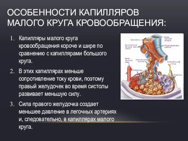 ОСОБЕННОСТИ КАПИЛЛЯРОВ МАЛОГО КРУГА КРОВООБРАЩЕНИЯ: Капилляры малого круга кровообращения короче