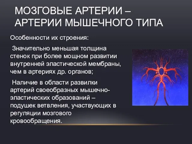 Особенности их строения: Значительно меньшая толщина стенок при более мощном