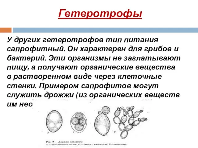 Гетеротрофы У других гетеротрофов тип питания сапрофитный. Он характерен для