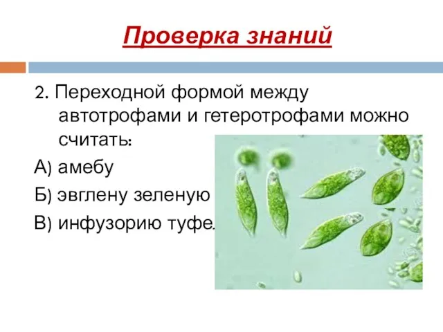 2. Переходной формой между автотрофами и гетеротрофами можно считать: А)