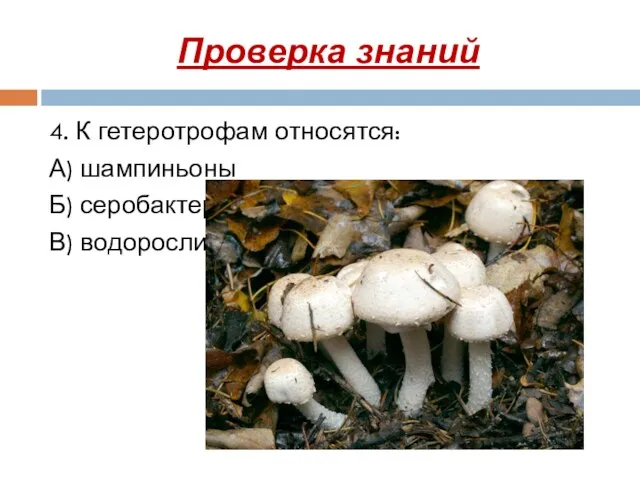 4. К гетеротрофам относятся: А) шампиньоны Б) серобактерии В) водоросли Проверка знаний