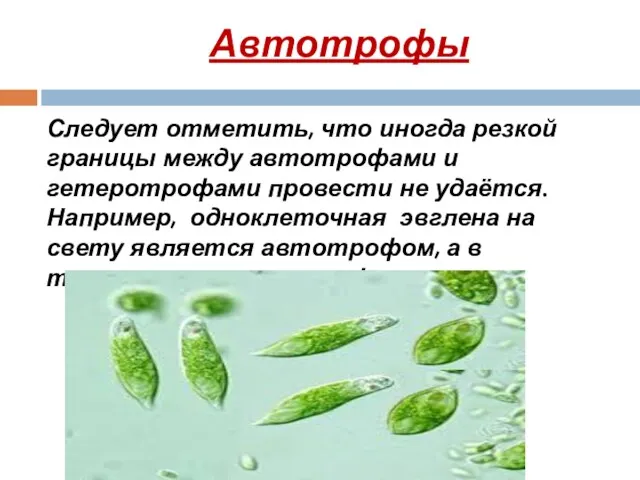 Автотрофы Следует отметить, что иногда резкой границы между автотрофами и