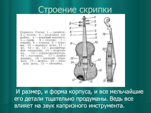 Строение скрипки И размер, и форма корпуса, и все мельчайшие его детали тщательно