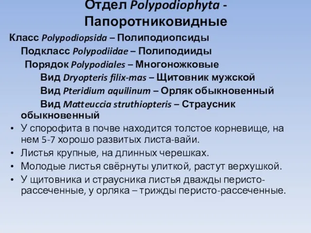 Отдел Polypodiophyta - Папоротниковидные Класс Polypodiopsida – Полиподиопсиды Подкласс Polypodiidae – Полиподииды Порядок
