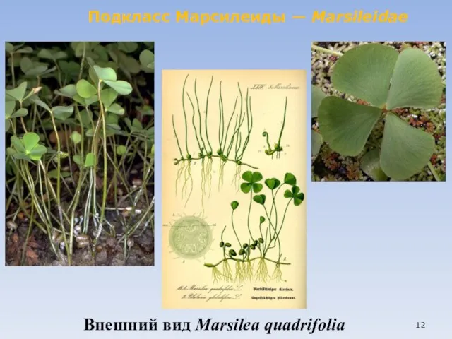 Внешний вид Marsilea quadrifolia Подкласс Марсилеиды — Marsileidae