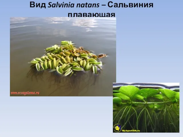 Вид Salvinia natans – Сальвиния плавающая
