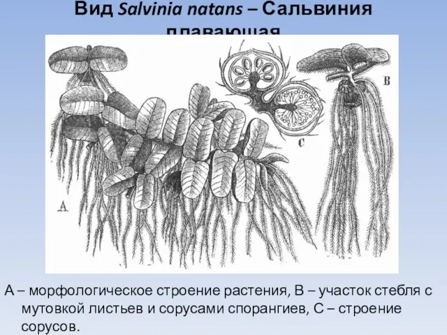 Вид Salvinia natans – Сальвиния плавающая А – морфологическое строение растения, В –