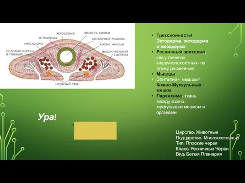 Трехслойность! Эктодерма, энтодерма и мезодерма Ресничный эпителий, как у личинок