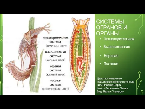 СИСТЕМЫ ОГРАНОВ И ОРГАНЫ Пищеварительная Выделительная Нервная Половая Царство: Животные