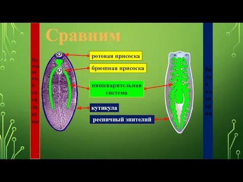 Белая планария Печеночный сосальщик Сравним