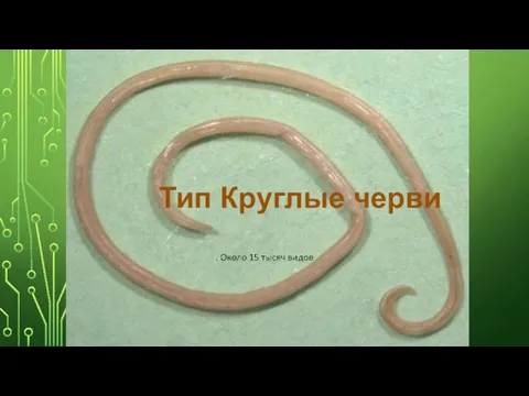 ТИП КРУГЛЫЕ ЧЕРВИ Тип Круглые черви