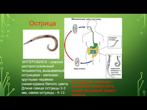 ЭНТЕРОБИОЗ - широко распространенный гельминтоз, вызываемый острицами - мелкими круглыми