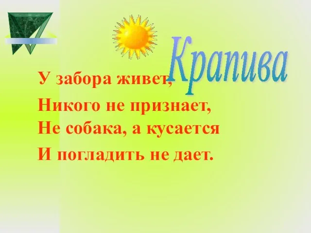 У забора живет, Никого не признает, Не собака, а кусается И погладить не дает. Крапива