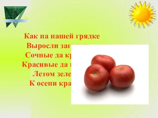 Как на нашей грядке Выросли загадки – Сочные да крупные, Красивые да круглые.