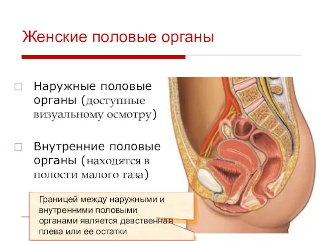 Женские половые органы Наружные половые органы (доступные визуальному осмотру) Внутренние