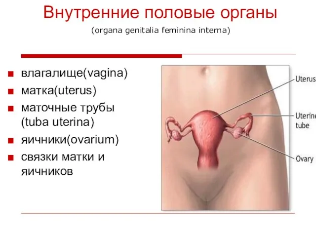 влагалище(vagina) матка(uterus) маточные трубы(tuba uterina) яичники(ovarium) связки матки и яичников