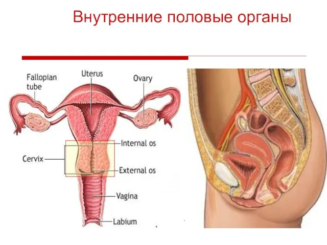 Внутренние половые органы