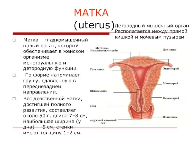 МАТКА (uterus) Матка— гладкомышечный полый орган, который обеспечивает в женском