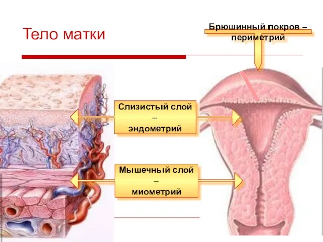 Тело матки Слизистый слой – эндометрий Мышечный слой – миометрий Брюшинный покров – периметрий