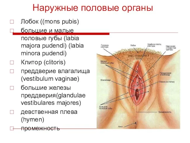 Наружные половые органы Лобок ((mons pubis) большие и малые половые