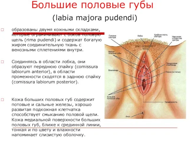 Большие половые губы (labia majora pudendi) образованы двумя кожными складками,