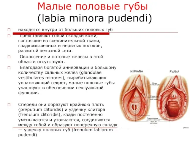 Малые половые губы (labia minora pudendi) находятся кнутри от больших