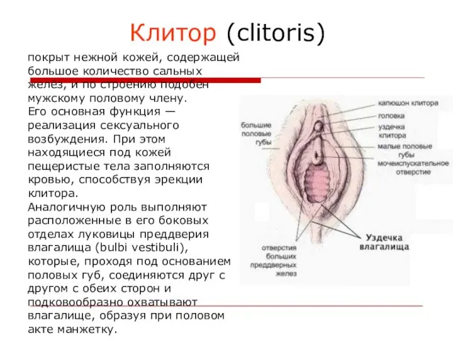 Клитор (clitoris) покрыт нежной кожей, содержащей большое количество сальных желёз,
