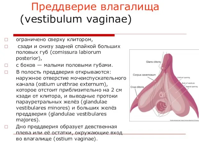Преддверие влагалища (vestibulum vaginae) ограничено сверху клитором, сзади и снизу