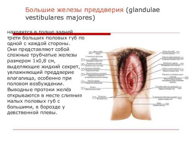 Большие железы преддверия (glandulae vestibulares majores) находятся в толще задней