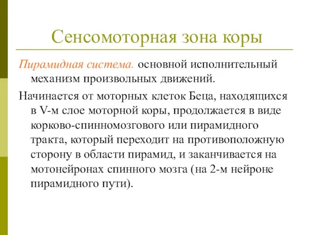 Сенсомоторная зона коры Пирамидная система. основной исполнительный механизм произвольных движений. Начинается от моторных