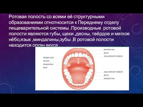 Ротовая полость со всеми её структурными образованиями отнотносится к Переднему