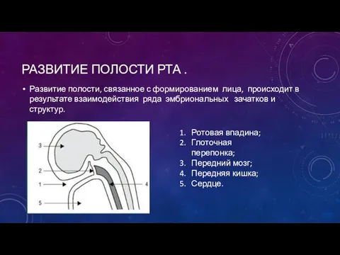 РАЗВИТИЕ ПОЛОСТИ РТА . Развитие полости, связанное с формированием лица,