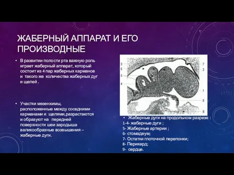 ЖАБЕРНЫЙ АППАРАТ И ЕГО ПРОИЗВОДНЫЕ В развитии полости рта важную